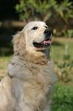 GOLDEN RETRIEVER 1123